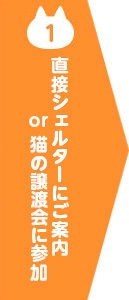 シェルターor譲渡会へのご案内